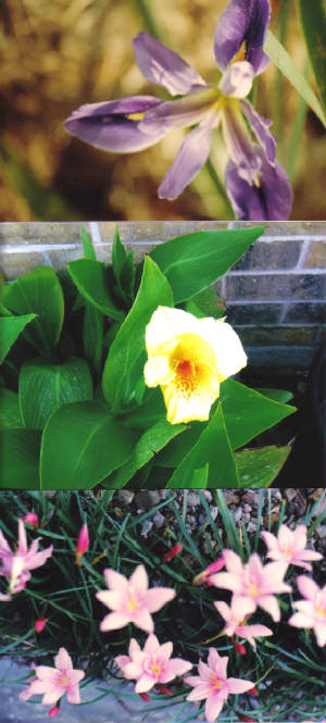 iriscandlelilliesdaylillies.jpg